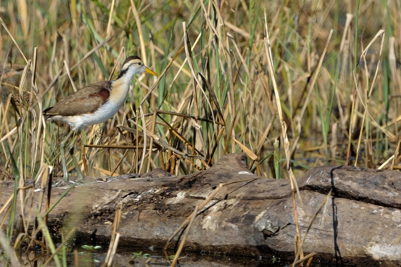 Jacana